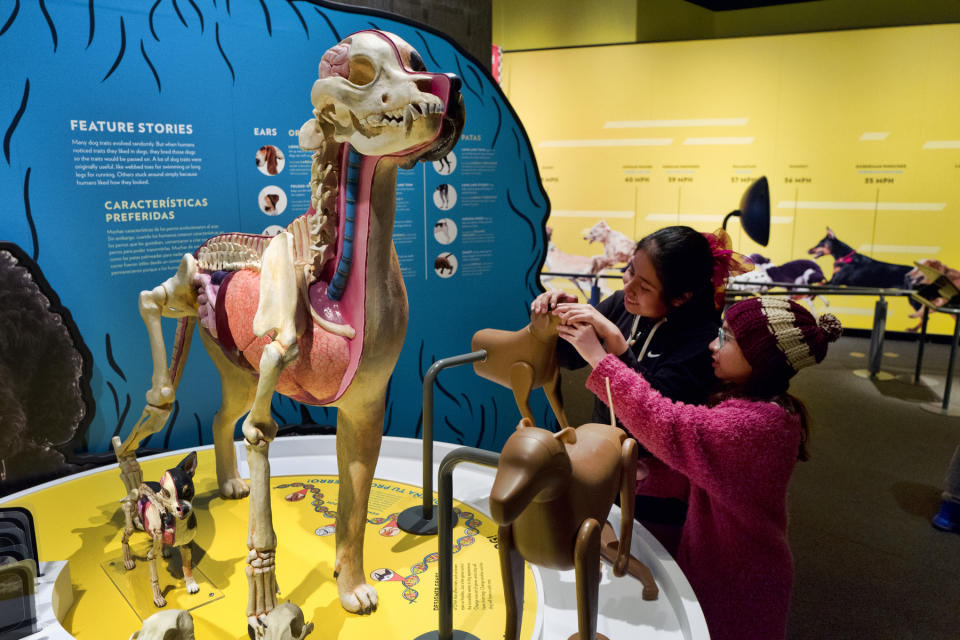 In this Tuesday, March 12, 2019 photo students from the Theodore T. Alexander Science Center School play with interactive display at the California Science Center in Los Angeles. A new exhibit at a Los Angeles museum examines the relationship between dogs and humans and explores why the two species seem to think so much alike and get along so well. "Dogs! A Science Tail” opens Saturday, March 16, 2019, at the California Science Center. (AP Photo/Richard Vogel)