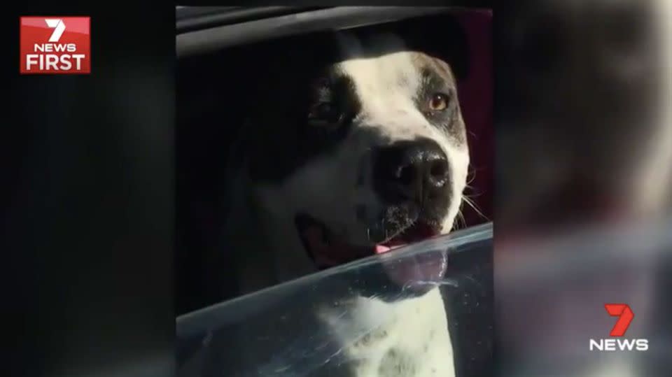 The dog, Bronx, is believed to be well-known to local rangers. Source: 7 News