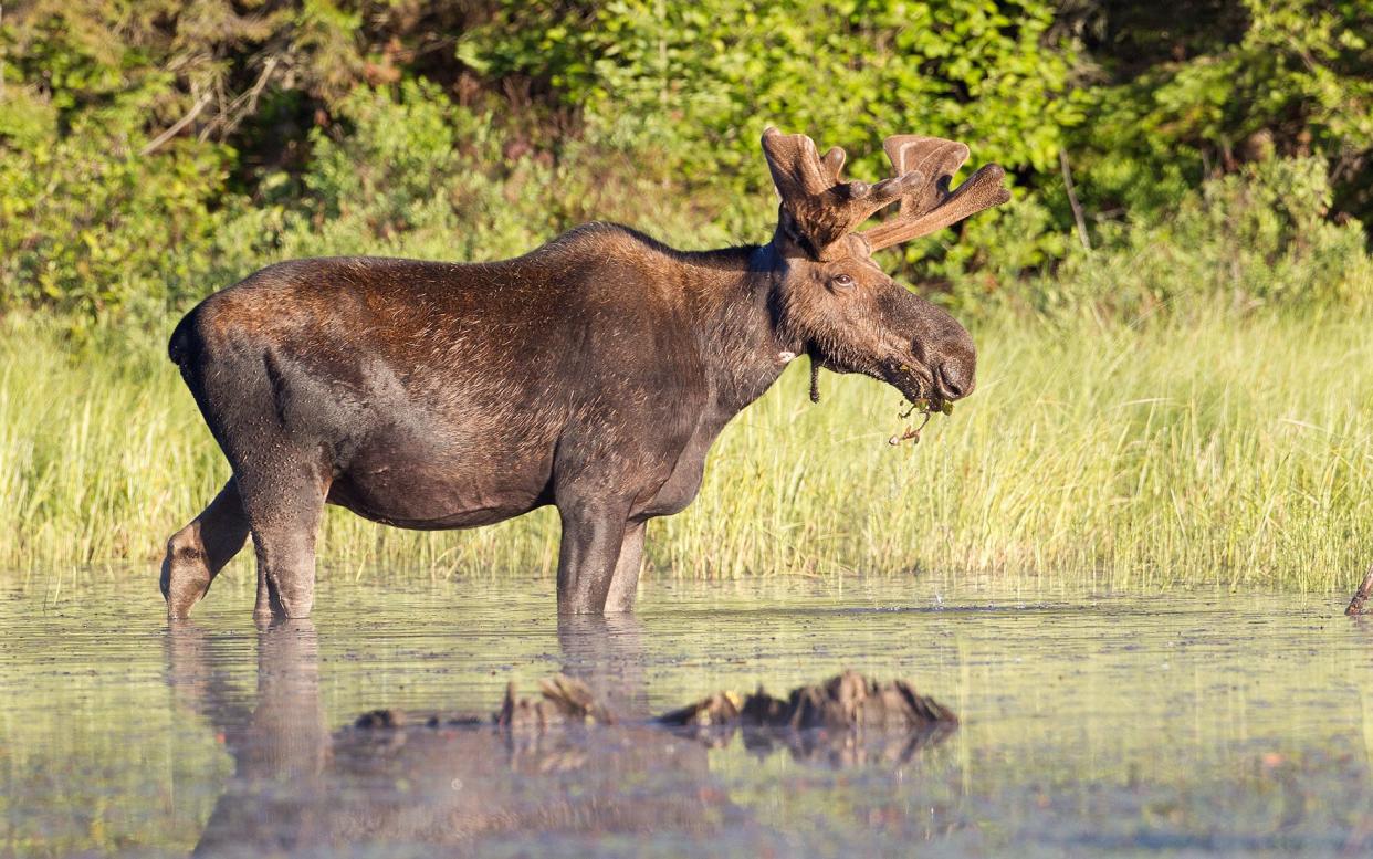 The Ontario park is home to one of Canada’s largest mammals - the elusive, majestic Algonquin moose - Owen Bale