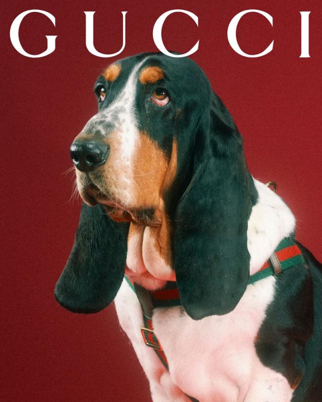 The Gucci Pet Collection is unveiled through a series of pet