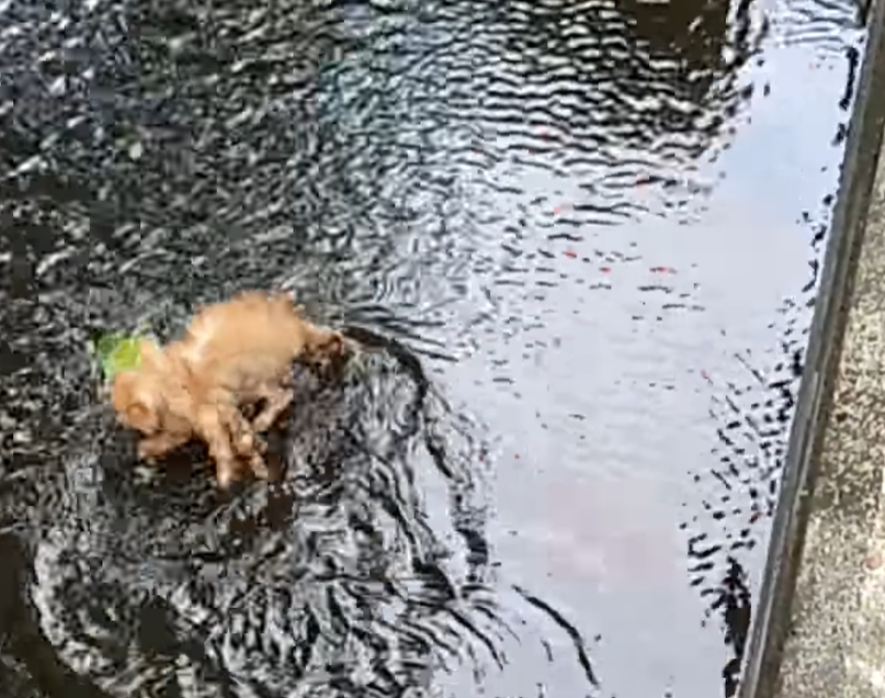 貓貓在水中十分驚慌和絕望。（愛護動物協會提供）