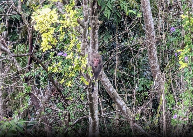 最近日月潭獼猴群出現對遊客吼叫、互瞪的行為，讓遊客擔心獼猴恐對人攻擊。(圖／翻攝畫面)