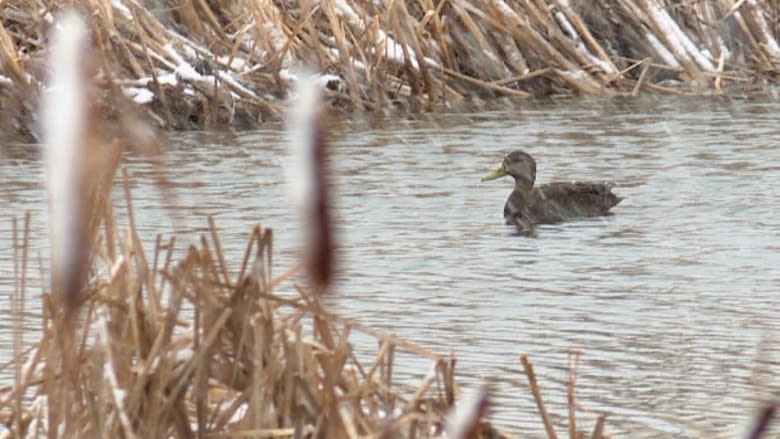 P.E.I. conservation group against hunting on Sundays