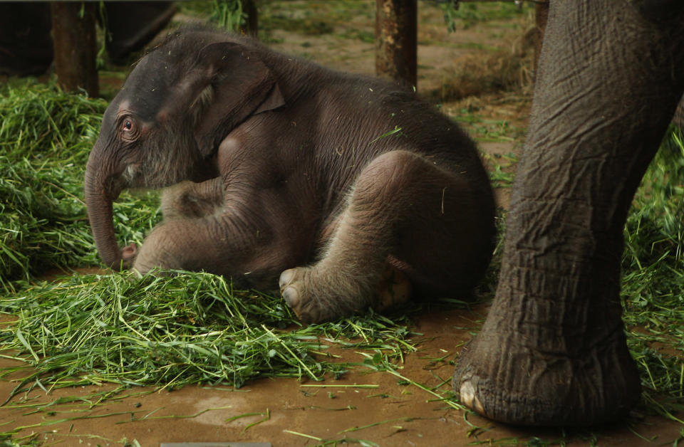 Baby elephant