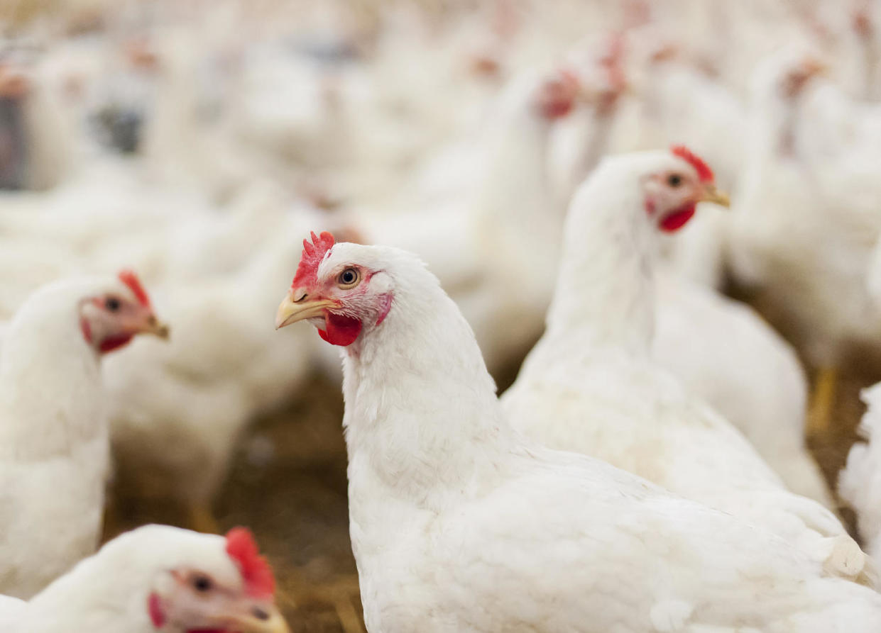 The CDC has been investigating a bird flu case in a Missouri patient who had no know contact with animals. (wikoski / Getty Images/iStockphoto)