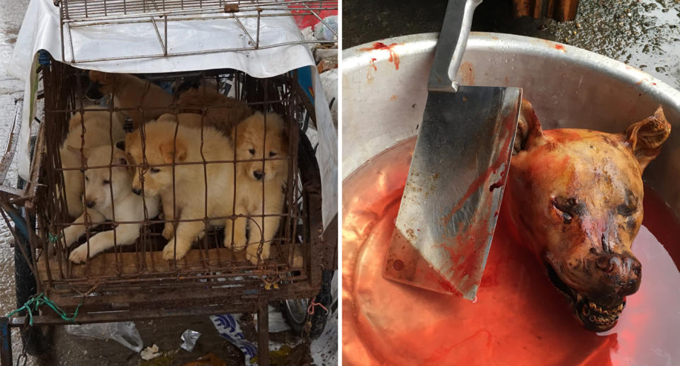 Multiple dogs crammed into a cage (left). The severed head of a dog can be seen next to a bloody knife. 