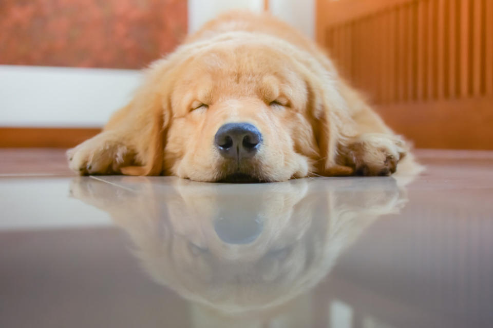 A Golden Retriever dog laying on its stomach sleeping