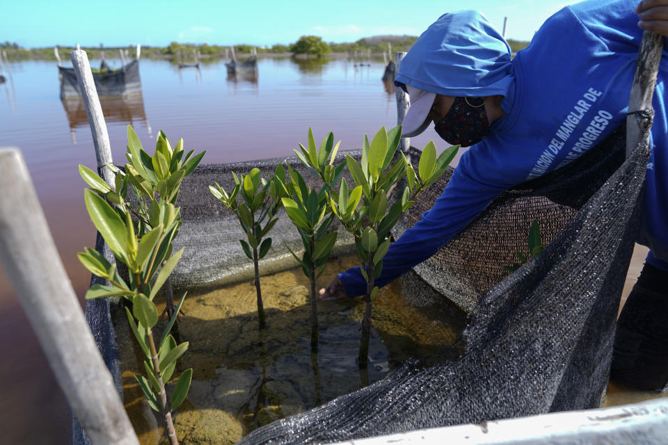 A woman plants mangrove seedlings as part of a restoration project, near Progreso, in Mexico’s Yucatan Peninsula, Wednesday, Oct. 6, 2021. Other restorations are underway in Indonesia, which contains the world's largest tracts of mangrove habitat, Columbia and elsewhere. (AP Photo/Eduardo Verdugo)