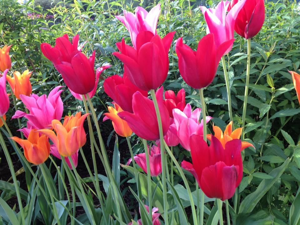 Tulips are always a welcome sign of spring and the Easter holiday.