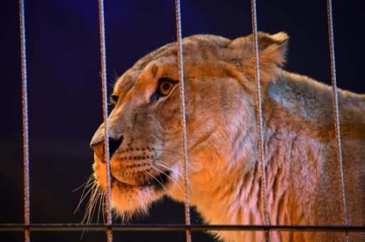 Polls show a vast majority of French people to be against the use of animals for entertainment