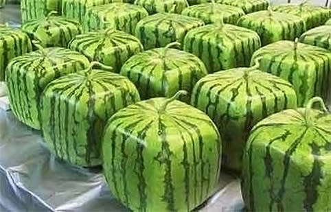 How To Grow A Square Watermelon