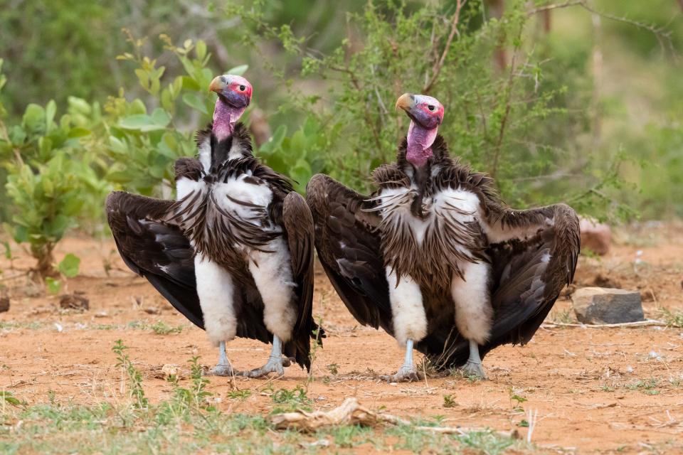 Vultures spread their wings