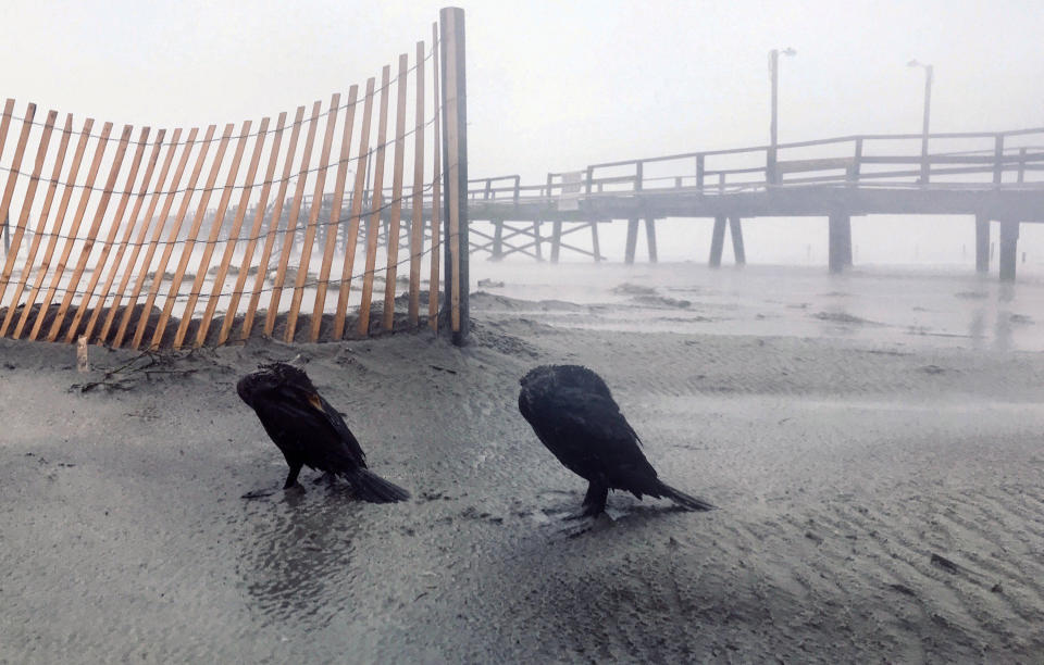 Birds huddle against the wind and rain of Hurricane Florence at the Oceana Pier in Atlantic Beach, N.C. Friday morning, Sept. 14, 2018.&nbsp;