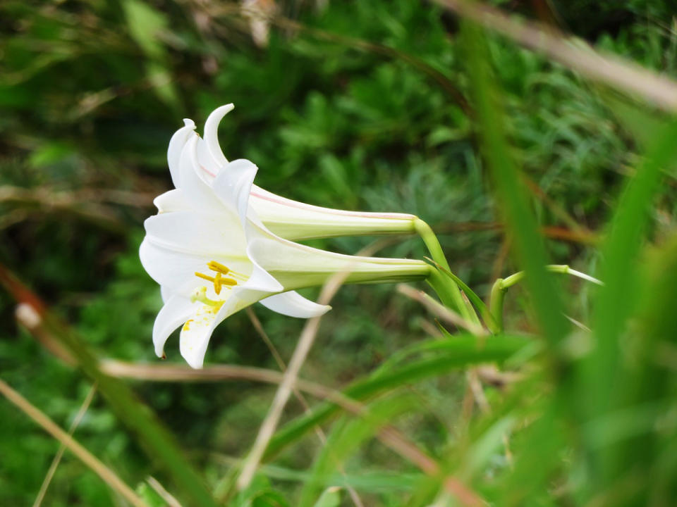 野百合(Photo Credit: LunnyH@pixabay.com, License CC0，圖片來源：https://pixabay.com/zh/photos/flower-lily-plant-flowering-5245476/)