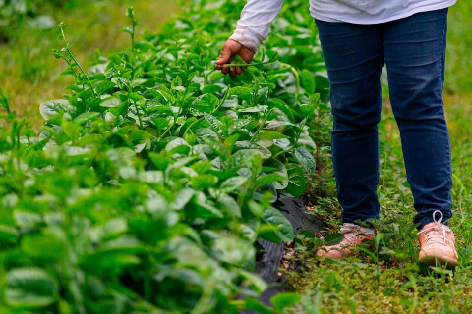 Veronica Custodio, 37, picks through spinach at her father’s farm in Homestead on May 27, 2020. The farm belongs to Juventino Custodio, 53, who was forced to let his spinach rot after the coronavirus pandemic caused a disruption in his supply chain process.