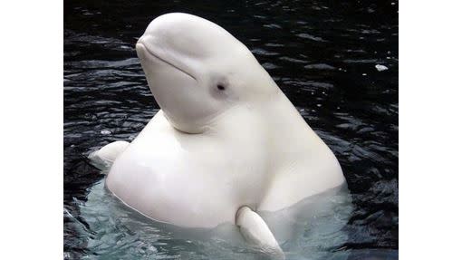 網友所謂的「雪膚上空裸泳妹」原來是一隻白鯨。（圖／翻攝自PTT）