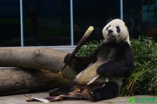 圓仔683日齡，相當於人類6、7歲的小女孩。為了增加食材多樣性，動物園提供季節限定的石篙筍，初次嚐鮮的圓仔很懂得享受，幾乎連筍殼都吃光。（圖／台北市立動物園提供）