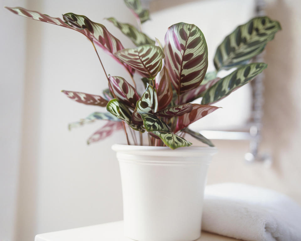 10. Peacock plant (Goeppertia makoyana; syn. Calathea makoyana)