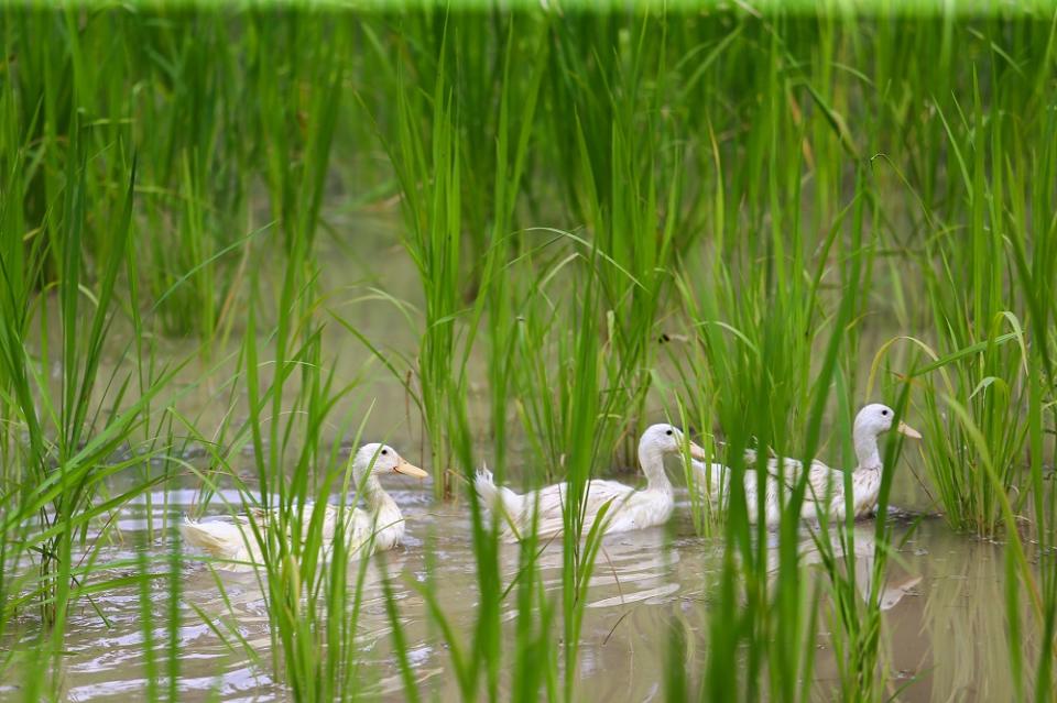 Ducks help fertilise the crops with their waste and take care of pests by eating them.