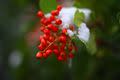 Holly berries