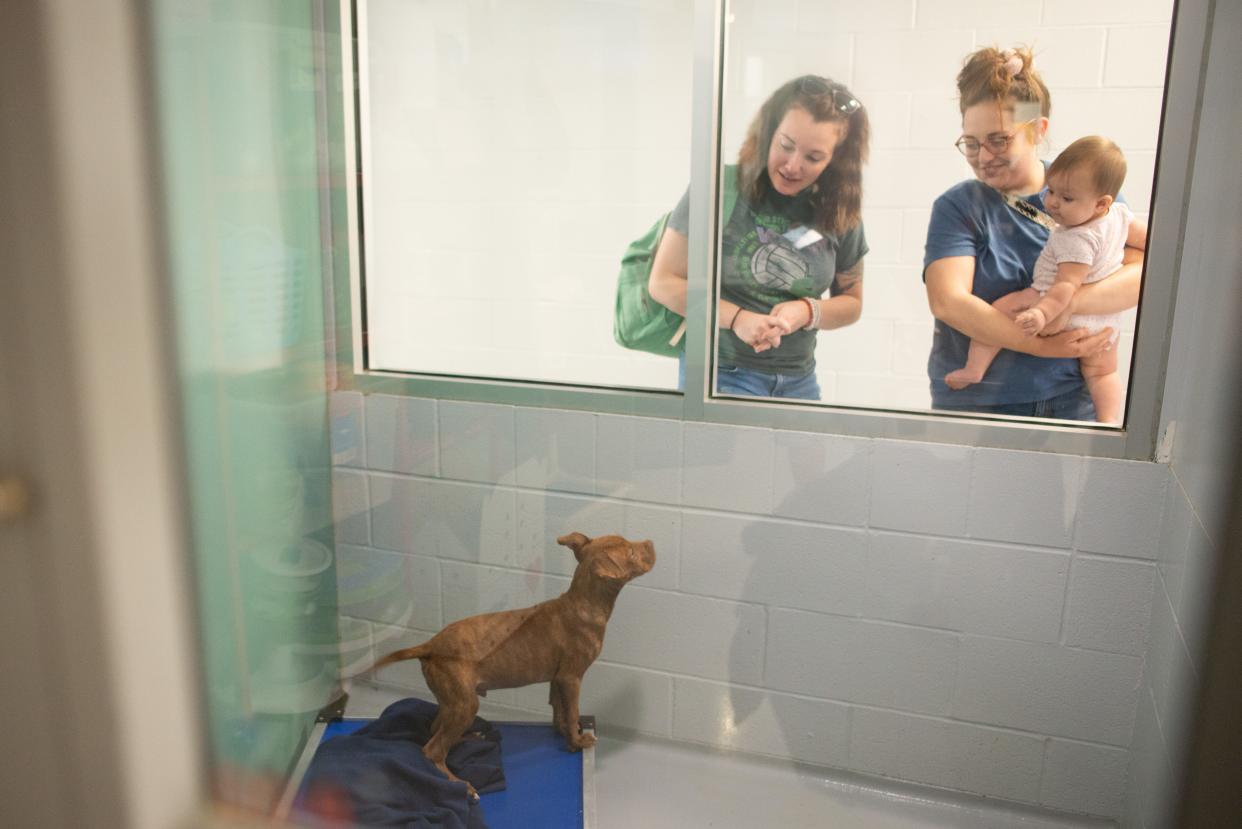 Brownie, a pit bull terrier/Labrador retriever mix puppy, grabs the attention of Kindal Stewart, from left, Abigail Vinson and 8-month-old Niah Stewart on Wednesday at Topeka's Helping Hands Humane Society animal shelter. Kindal ended up adopting Brownie through the shelter's lowered $25 adoption fee rate, which will remain available through Aug. 31.