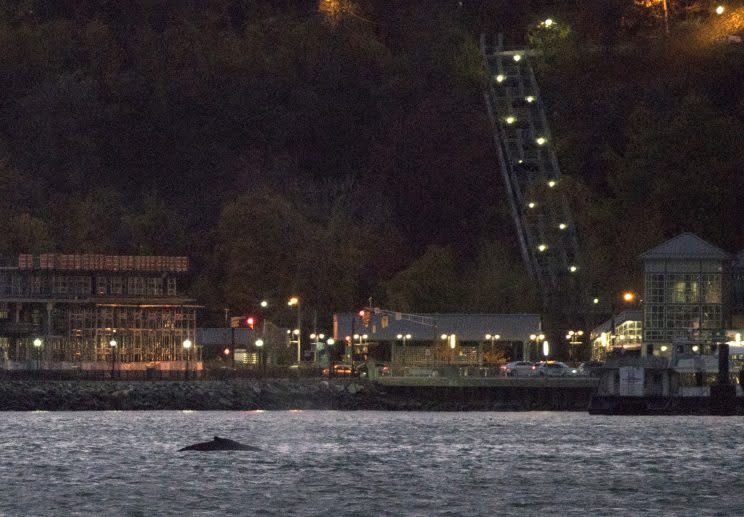Officials with the U.S. Coast Guard have observed that the humpback does not appear to be hurt or sick, leading some wildlife experts to suggest that the whale may have made its way up the Hudson in search of food. (Photo: Craig Ruttle/AP)