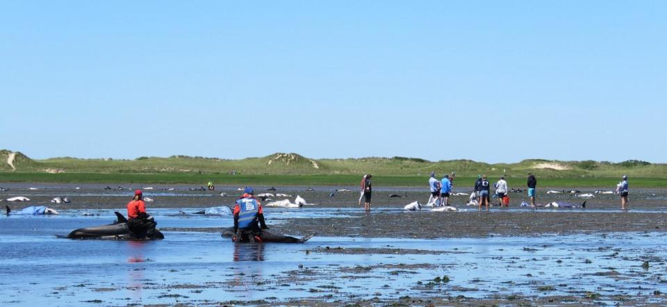 PHOTO: Rescuers aid stranded Atlantic Whitesided dolphins in Wellfleet, Massachusetts, June 28, 2024. (Eric Williams/Cape Cod Times/USAToday Network)