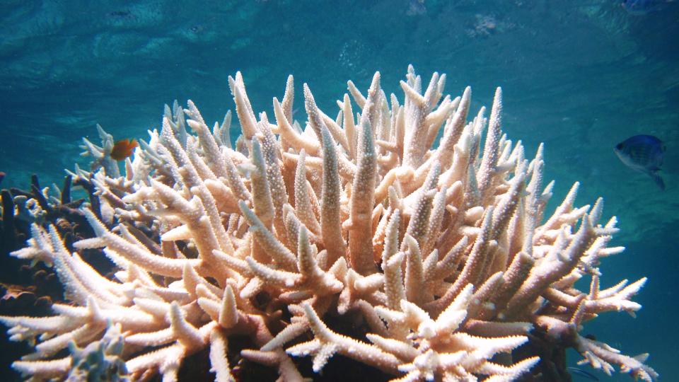 A stock image shows coral bleaching.