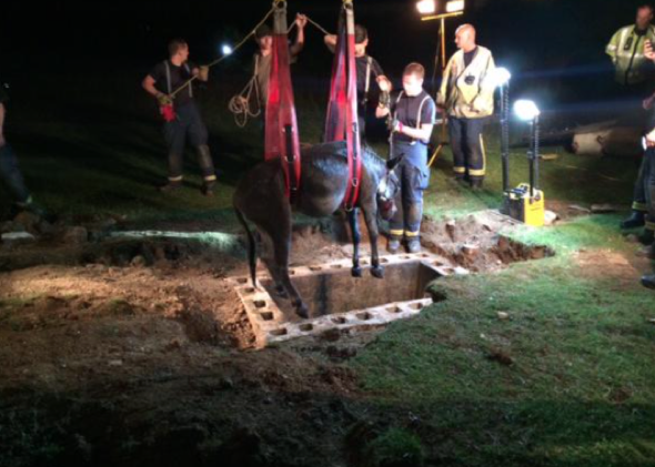 Donkey in five-hour rescue from water-filled storm drain