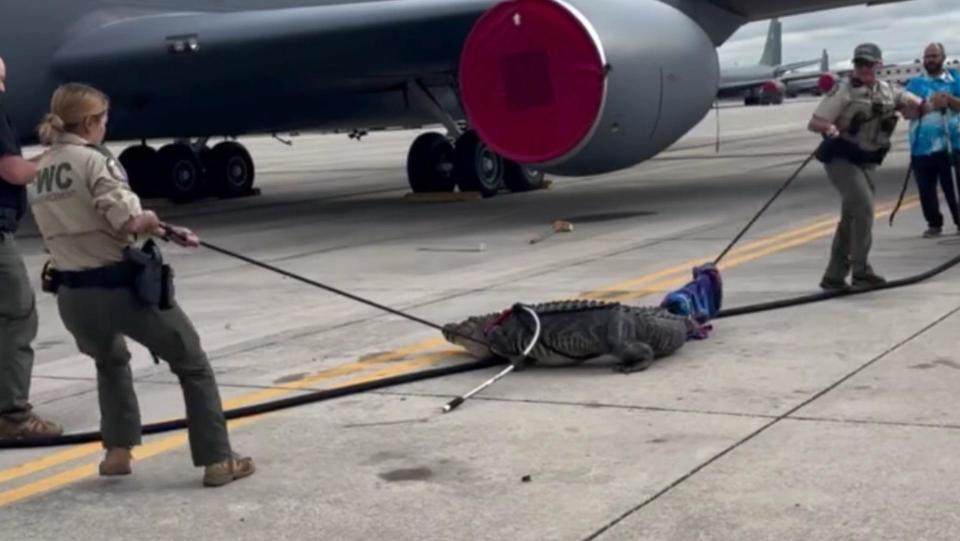 Alligator wrangled at MacDill Air Force Base in Tampa, Florida.  / Credit: MacDill Air Force Base via Storyful