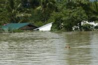 A dog swims in floodwaters in Kalay, upper Myanmar's Sagaing region, on August 2, 2015