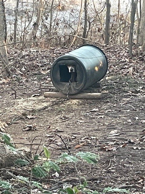 A dog in a makeshift outdoor kennel.