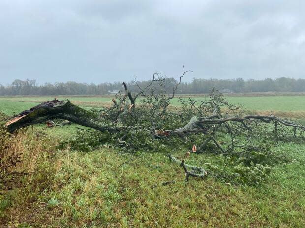 <p>The hurricane-strength winds that Fiona unleashed on the Atlantic provinces over the weekend felled the red oak that stood, alone and adored, in a field along Highway 102. Known as the Stewiacke or Shubie tree or sometimes simply "the tree," it has captivated Nova Scotians with its serene, solitary presence, seen by many as a welcoming sentinel on the commute between Truro and Halifax.</p> 