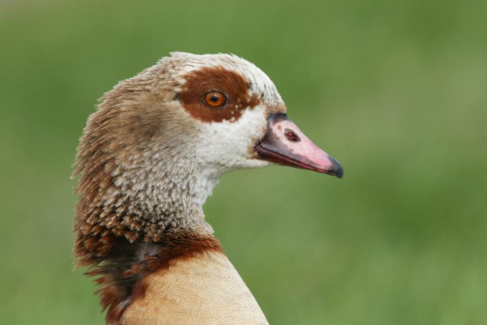 Like an Egyptian goose, but bigger - getty