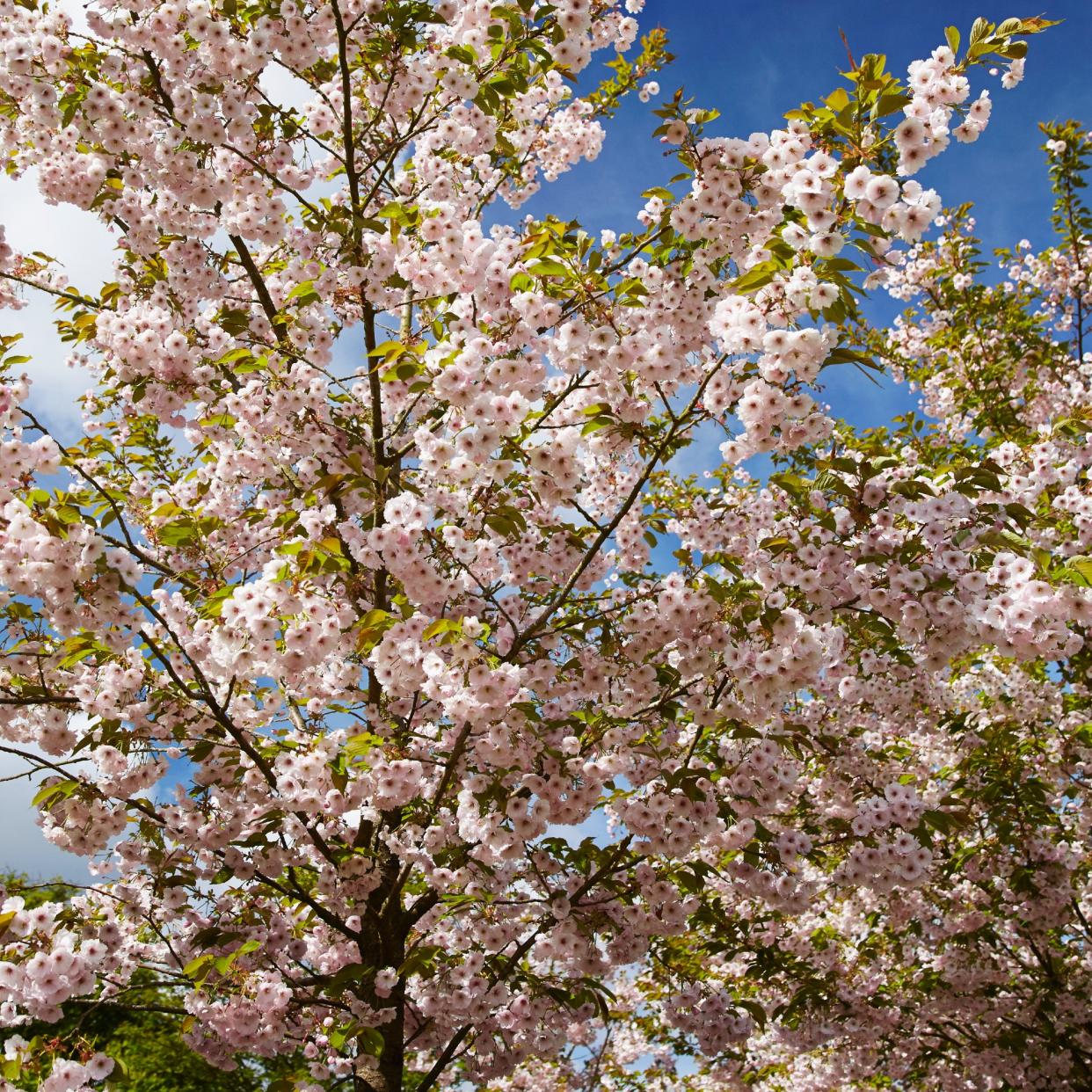  Cherry blossom trees. 