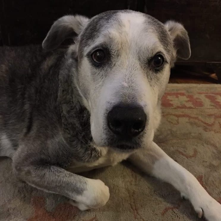 Some dogs like this one prefer not to be boarded in cages. Photo: Erin Fuchs