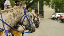 Horse power helps First Nation members heal, deliver message of unity