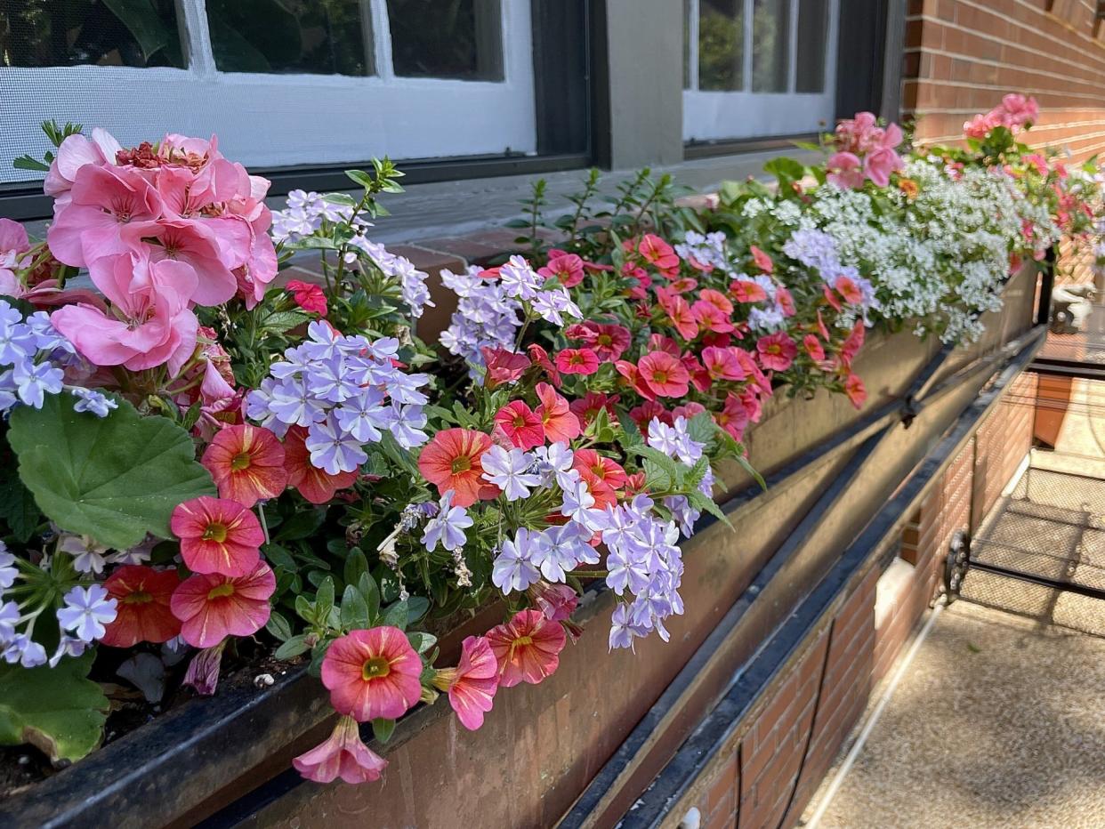 These copper window boxes were planted with Superbena Stormburst verbena, Superbells Tropical Sunrise calibrachoa, Diamond Snow euphorbia, summer snapdragons and geraniums. Fertilized, pinched or pruned every two weeks, they bloomed for 180 days. Photo taken in May.