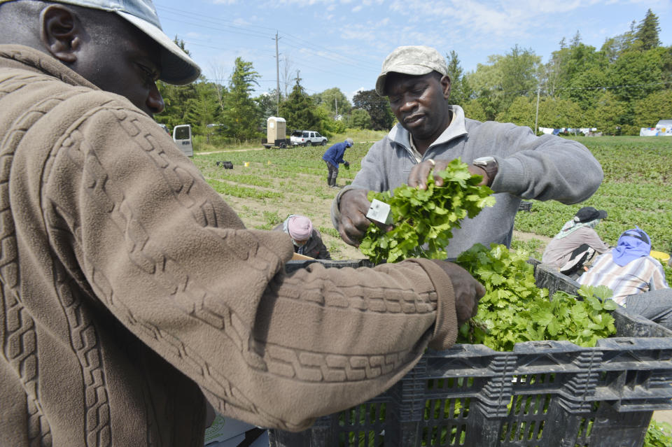 NEW HAMBURG, ON- AUGUST 28: Conroy Sterling, left, and Desmond Daley, both from Jamaica, pack freshly cut cilantro. Pfenning's Organic Farms in New Hamburg, Ontario, employs Canadians and Jamaican migrant farm workers to work its fields and packing warehouse. The owners would like to see its Jamaican workers afforded better pathways to becoming permanent residents and have open work permits that give workers the ability to easily change employers. Jim Rankin/Toronto Star (Jim Rankin/Toronto Star via Getty Images)