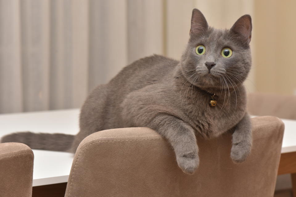 Korat cat draping arms over chair