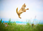 <p><span>Once the cats are airborne, Hisakata uses his other hand to photograph the cats continuously using a fast shutter speed. </span>(Photo: Hisakata Hiroyuki/Caters News) </p>