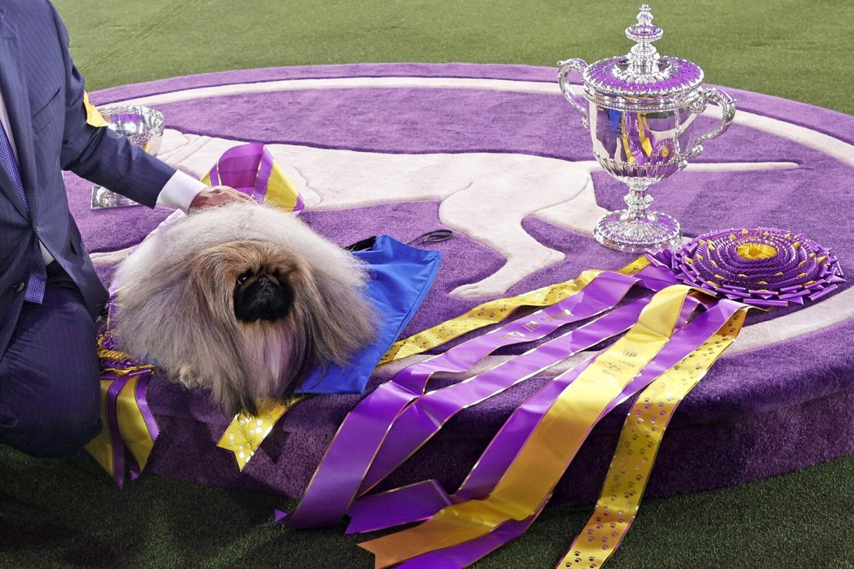 Wasabi the Pekingese sits in the winners circle after winning Best in Show