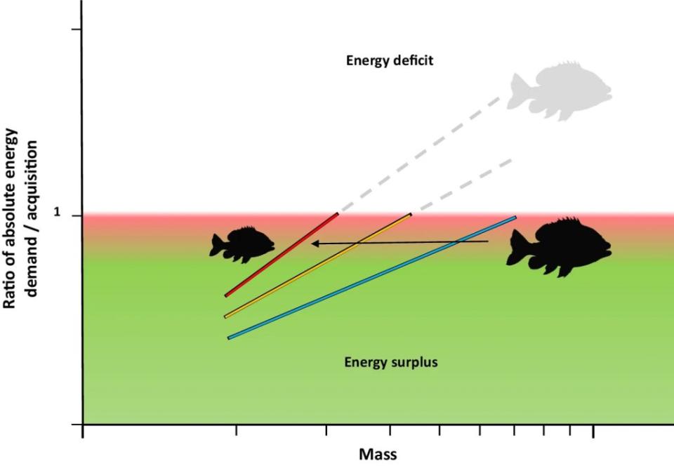 能量需求是個體每天生存所需的總卡路里，包括游泳覓食和繁殖等基本活動。而能量獲取是個體從食物中獲得的最大卡路里。圖表的X軸是個體的質量（體重），Y軸表示能量需求和能量獲取的比率。如果比率小於1（綠色區域），表示能量需求低於能量獲取，有能量盈餘。如果比率大於1（白色區域），表示能量需求高於能量獲取，有能量赤字。<br>紅色區域是過渡區，表示開始需要應對措施的點，例如改變飲食習慣。隨著溫度上升（藍色、橙色和紅色線），個體需要更多能量，但他們能獲取的能量卻不夠，這會導致體重減少。箭頭表示在高溫下預期的最大質量減少。紅色過渡區域的寬度可能會隨質量和不同物種的覓食方式而變化。（圖／《自然通訊》）
