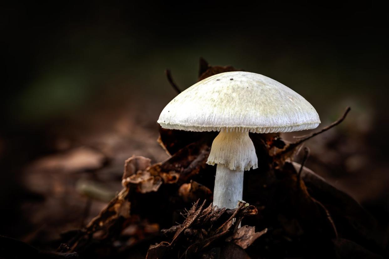 death cap mushroom, a species of amanita mushrooms, growing through the leaf mould of a forest floor in the dordogne region of france