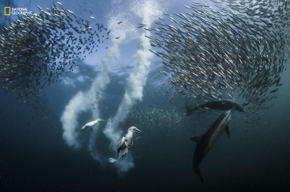 Greg Lecoeur: "During the sardine migration along the Wild Coast of South Africa, millions of sardines are preyed upon by marine predators such as dolphins, marine birds, sharks, whales, penguins, sailfishes, and sea lions. The hunt begins with common dolphins that have developed special hunting techniques to create and drive bait balls to the surface. In recent years, probably due to overfishing and climate change, the annual sardine run has become more and more unpredictable. It took me two weeks to have the opportunity to witness and capture this marine predation."