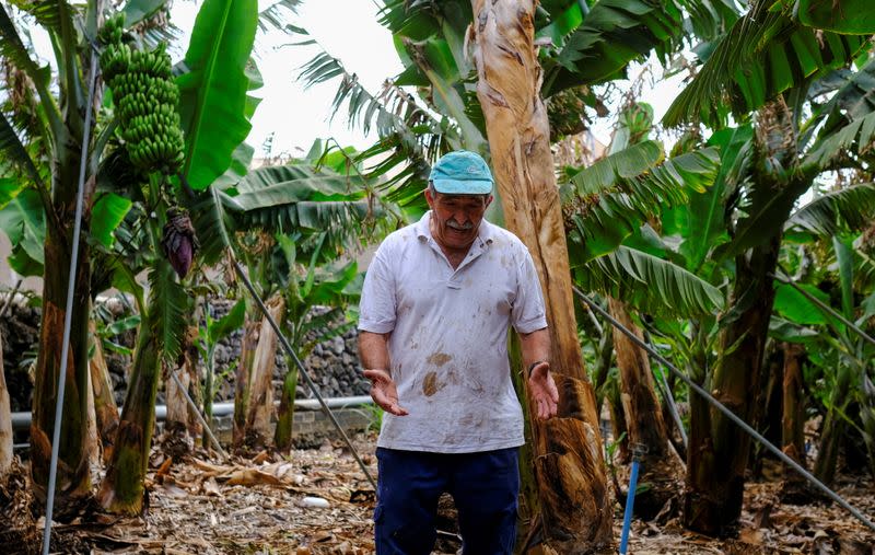 'Please just let it stop' - Volcano ravages La Palma's banana crop