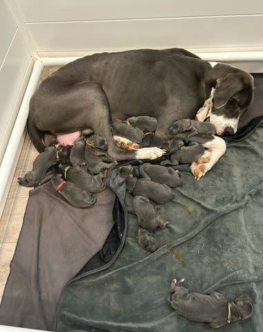 <p>Perfectly Imperfect Pups</p> Meadow the Great Dane and her 15 puppies.