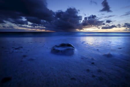 A reef shell lies on a beach as the sun sets on Lady Elliot Island located north-east of the town of Bundaberg in Queensland, Australia, June 10, 2015. REUTERS/David Gray