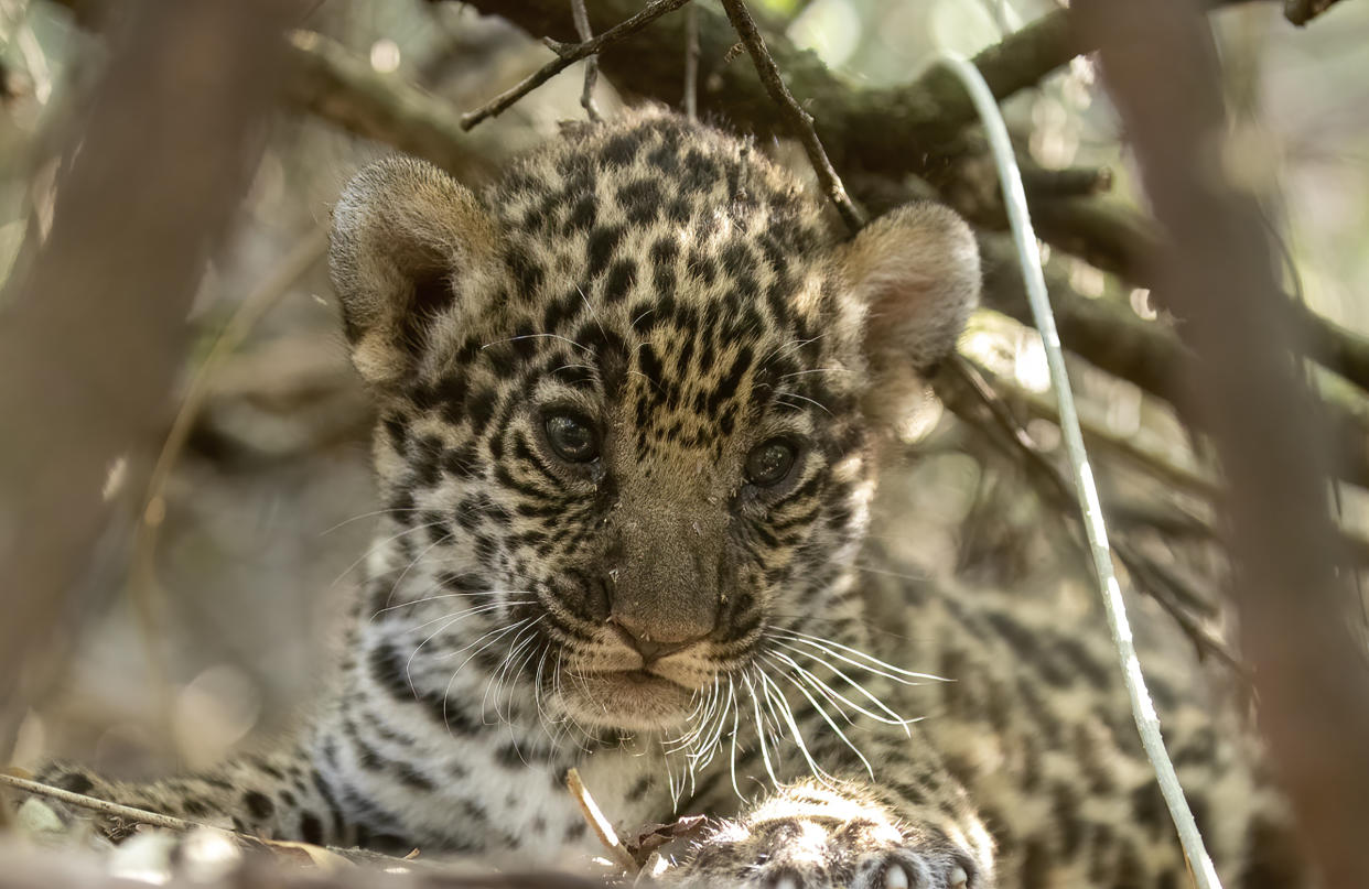 Nala, a jaguar cub born in captivity is the offspring of Qaramta, a solitary wild male living in El Impenetrable National Park. Part of the strategy to keep Qaramta safe has been to bring captive females into the park, an effective measure that encourages him to stay within park boundaries. <span class="copyright">Gerardo Cerón—Rewilding Argentina</span>