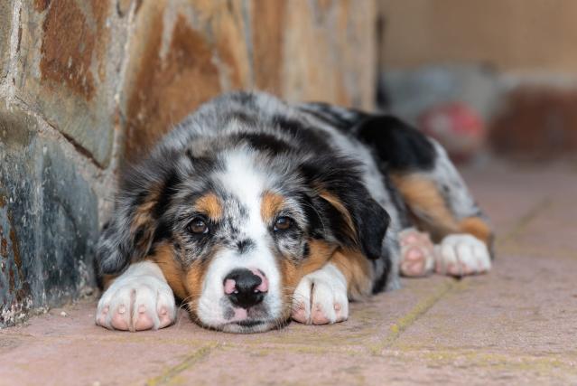 The Most Common Health Issues With Golden Retrievers – Forbes Advisor